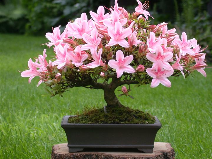 Proverbe japoneze ZEN BRICOLAJ GRADINA SFATURI si IDEI