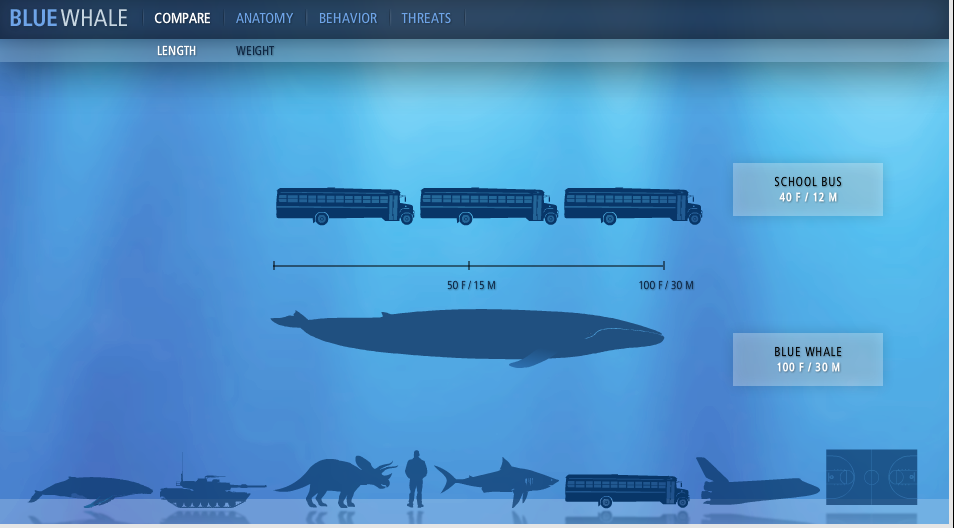 Statistiken verständlich kommunizieren: Blue Whale National Geographic