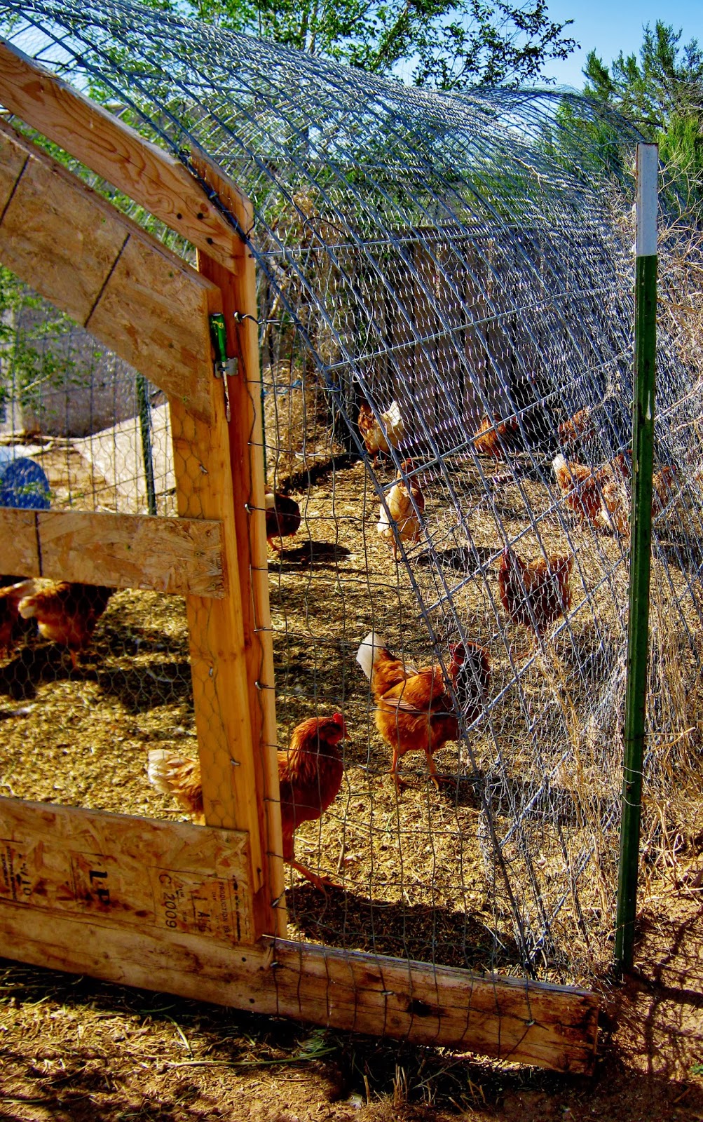 Cricket Song Farm Cattle Panels make a sturdy Chicken Run/ Hoop Coop