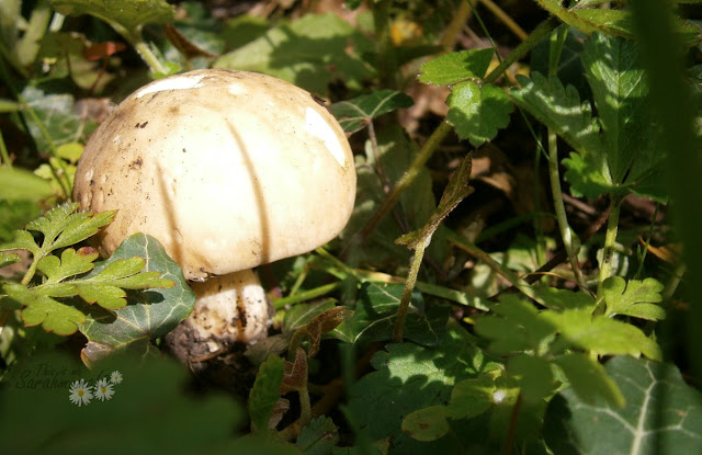 woodland magical world fairy mushroom