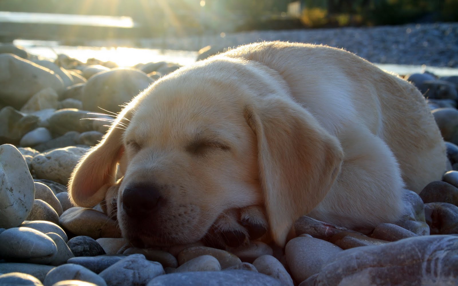 1080 sleeping dogs images 1080 sleeping dogs images
