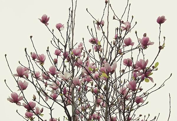 「夷者,荑也;其苞如荑而味辛,故名。」 「夷者,荑也;其苞如荑而味辛,故名。」