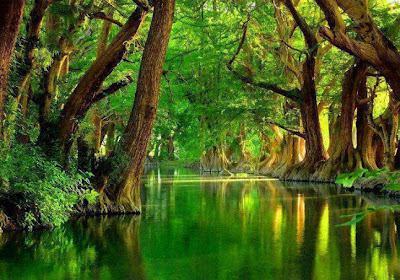 Awesome Beauty of Trees and Water(Nature Wallpaper)