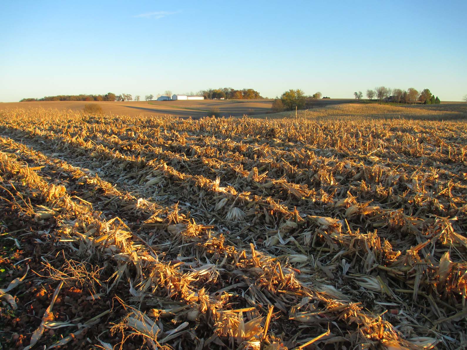 Garden Fancy Corn Harvest