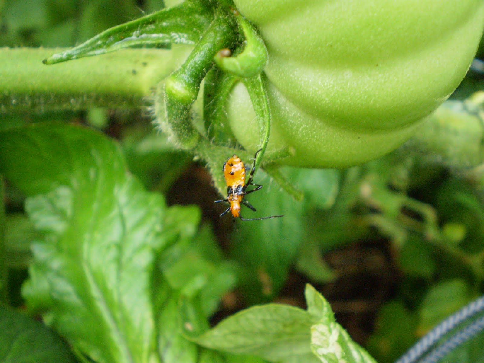 A Beginner�s Garden