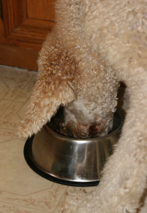 How To Fix Dog Food Guarding How To Fix Dog Food Guarding