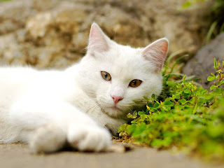 White Cat Wallpaper HD