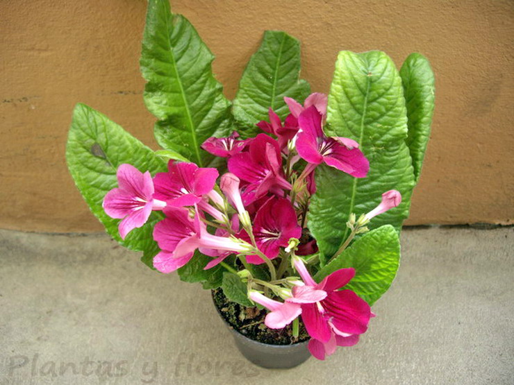 streptocarpus x hybridus