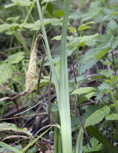 Pendulous Sedge, Carex pendula.  One Tree Hill, 27 April 2012.