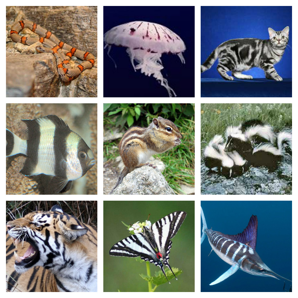 Zebras Aren’t The Only Thing With Stripes Curious as a Cathy