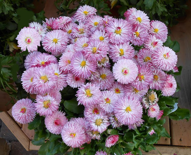 My Virtual Garden Chicago Botanic Sp