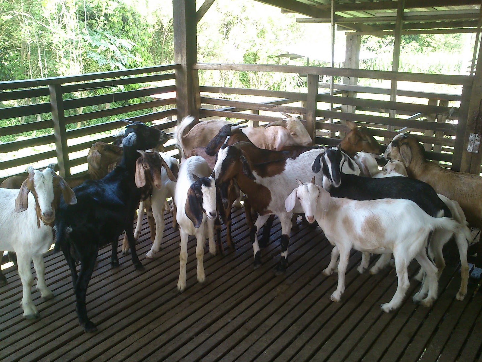 Pemborong Kambing Kampung Kambing Kampung Untuk Dijual Korban Aqiqah Dll