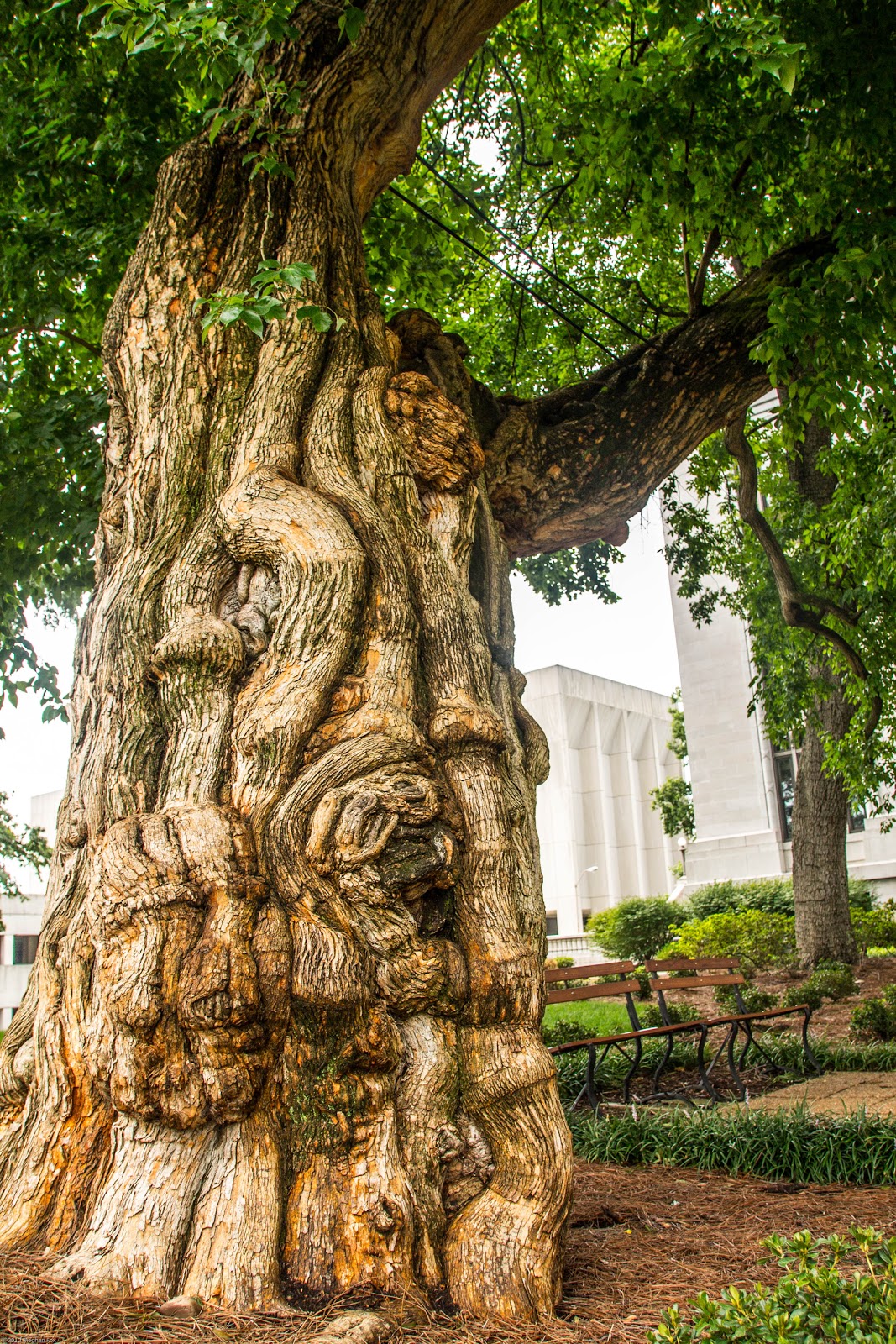 Chattanooga Daily Photo Gnarly Tree