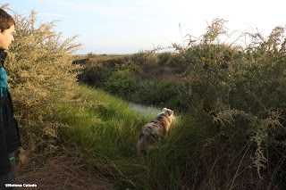 Photo of my sun and Australian Shepherd in Estuário do Tejo