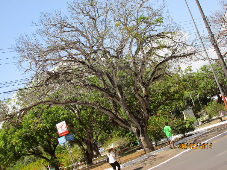 MUITAS ARVORES CORREM O RISCO DE CAIREM EM MACAPÁ NESTE INVERNO