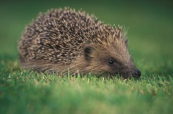 Devon Wildlife Trust