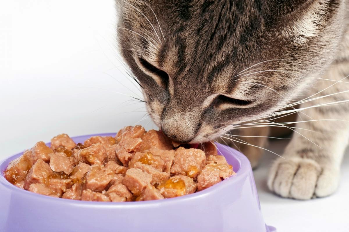 Ciotole Per Cani E Gatti Regole Consigli E Pulizia