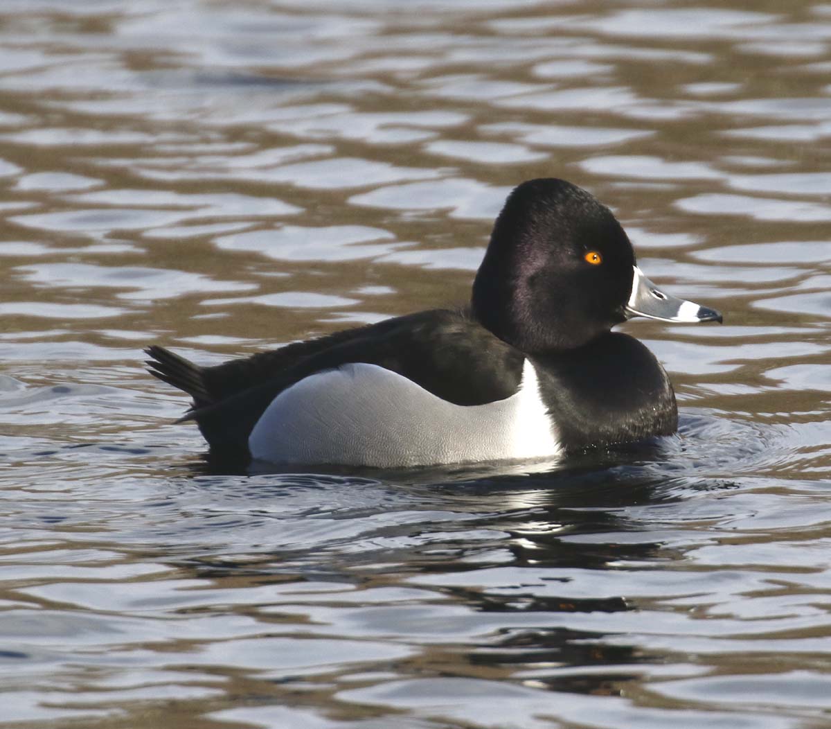 Ring necked Duck