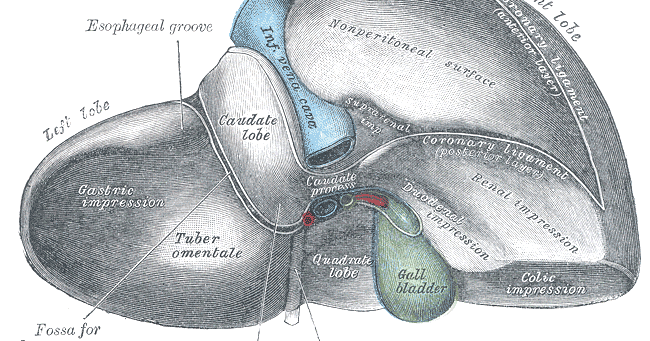 Anatomy of the liver | VETERINARY PROFESSIONAL