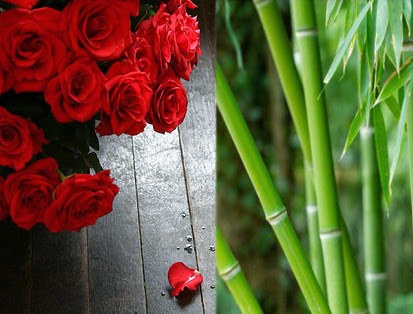 Tawon Emas Kisah Bunga Mawar Dan Pohon Bambu