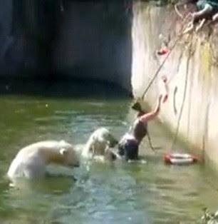 Polar bear attacking a woman at Berlin Zoo.