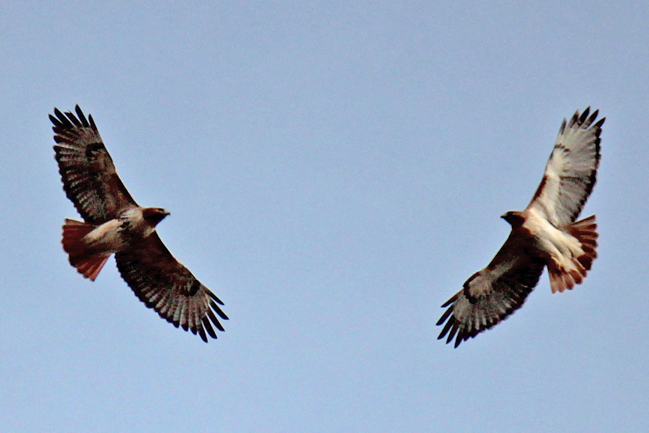 Dallas Trinity Trails Texas Winter Predators of the Dallas Woods