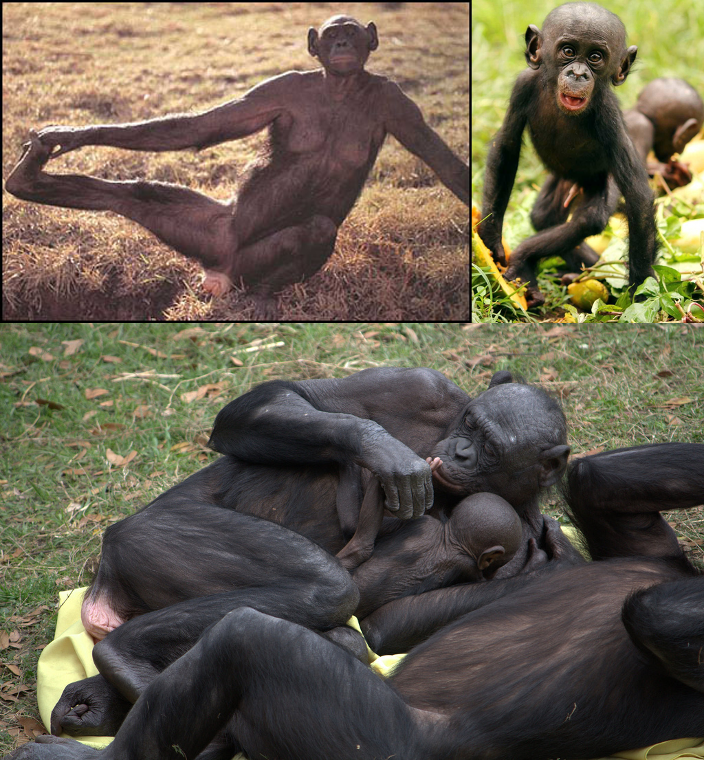 Bonobos are very close to being dumb humans. 