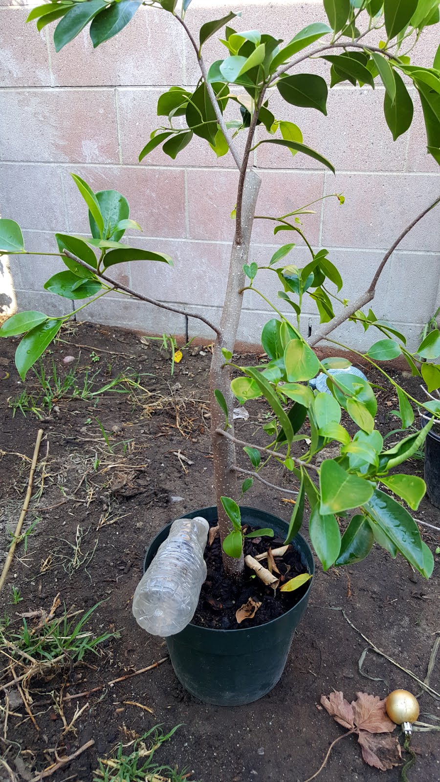 Bonsaimisadventures Cuttings from epiphytic ficus for bonsai or Ficus