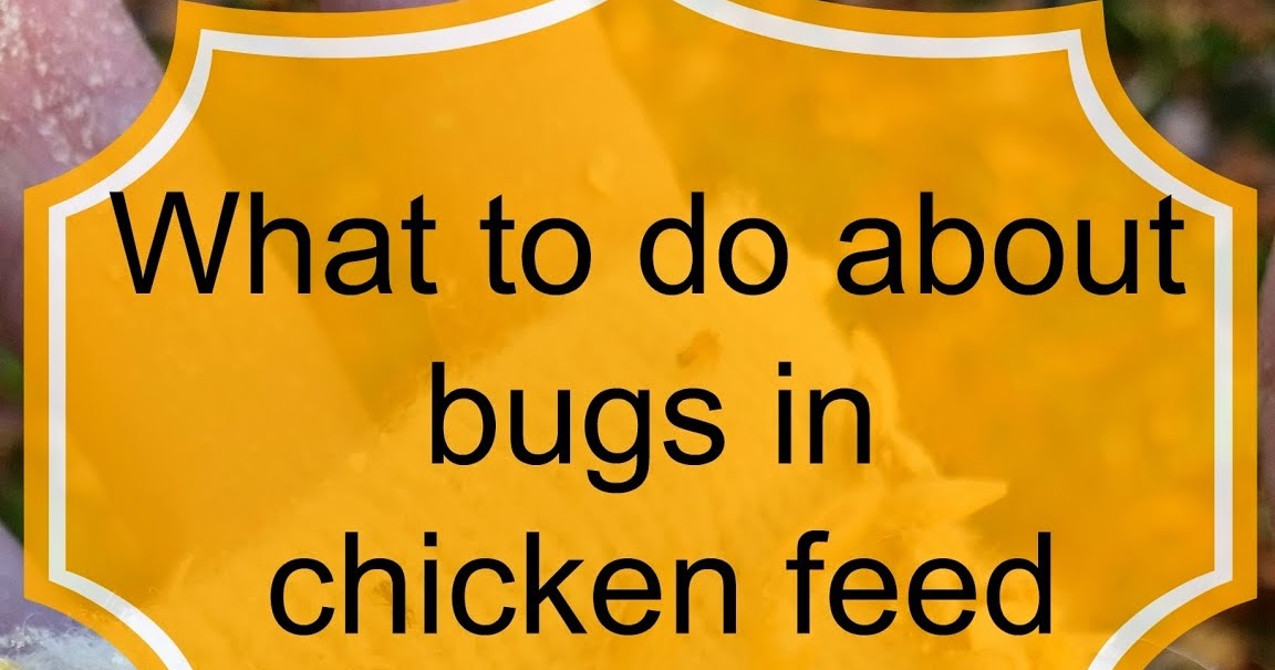 Murano Chicken Farm Bugs in the chicken feed