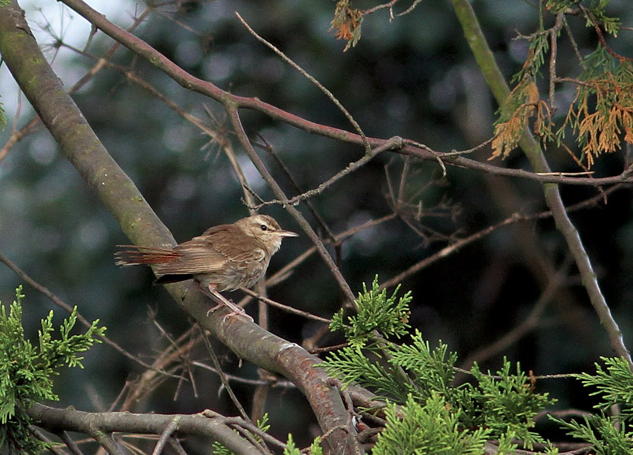 EASTERN RUFOUS BUSH CHAT