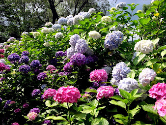 #7 Fantastic Flowers Garden Wallpapers