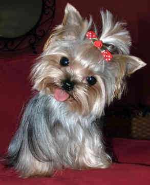 Get yorkshire terrier maltese hybrid