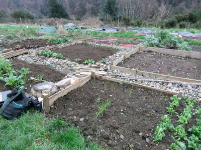 eight acres: getting started with growing veges