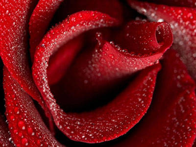 Magazines-24: Red rose wallpaper, red roses wallpaper, single red