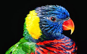 Parrots HD
