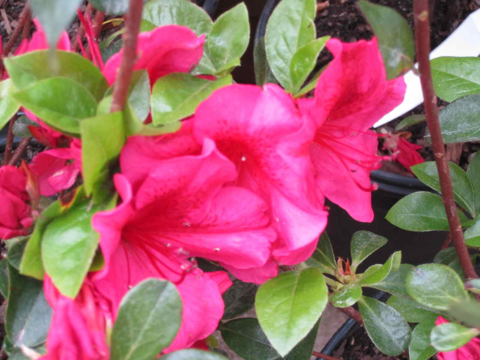 Pet First Aid Awareness Pet Safe And Pet Toxic Plants Pro Pet