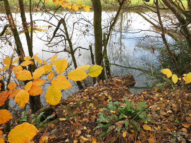 Leaves - golden for autumn - beside a river