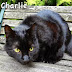 What is the best way to improve your cat's coat?