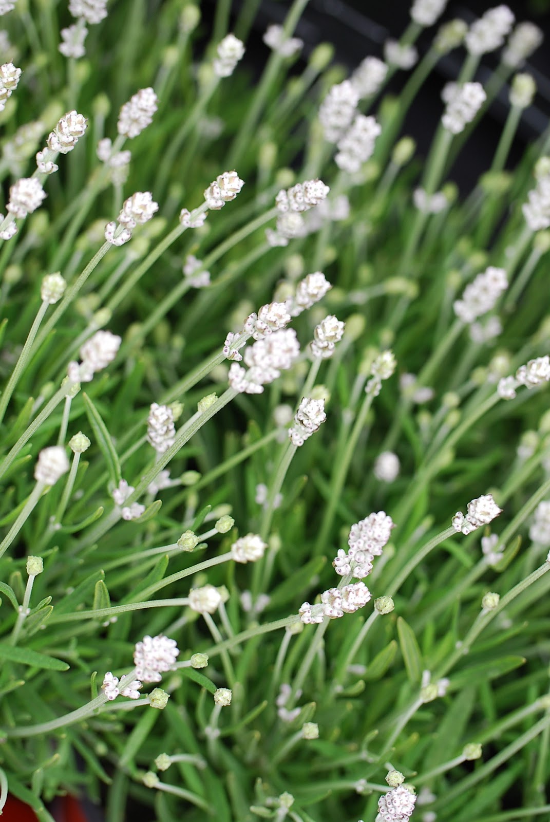 White. lavender White plants, White gardens, Moon garden