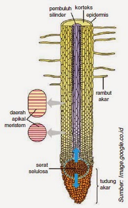 Gambar Pertumbuhan pada Ujung Batang dan Ujung Akar