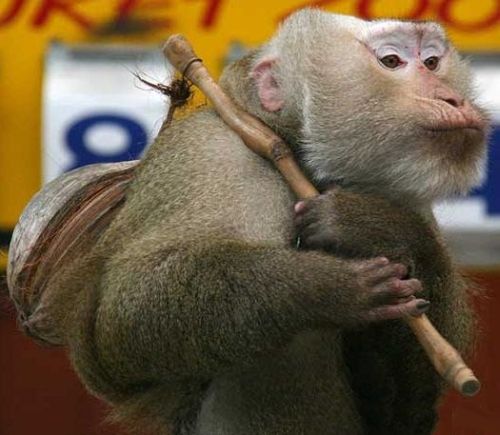 funny image collection top 50 funny animal pictures i yust go nuts at christmas