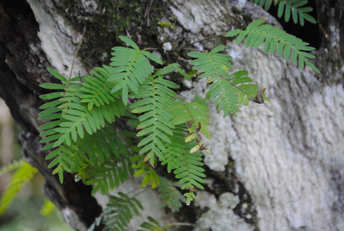 Field Notes and Photos Corkscrew Swamp an Audubon Society Sanctuary