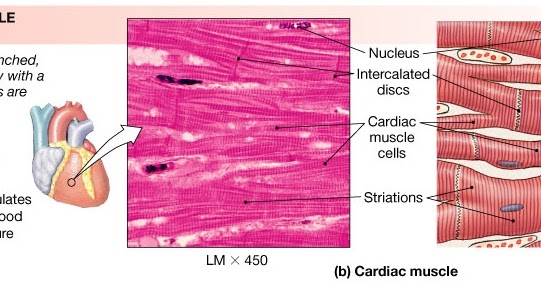 Kenya Forensics Online Resource: CARDIAC MUSCLE TISSUE