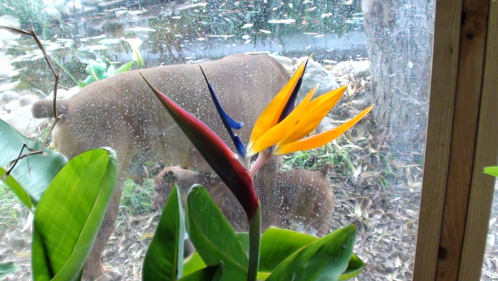 The Eternal Garden: Bird of Paradise blooms for the first time on