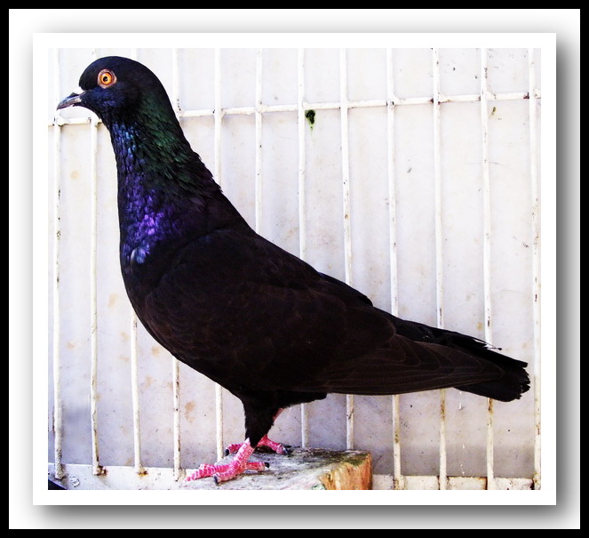 BERBAGI BLOGRER MERPATI TINGGIAN