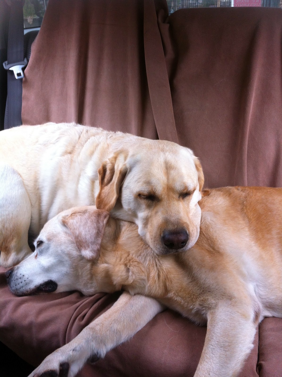 How Many Dogs Does La Quinta Allow