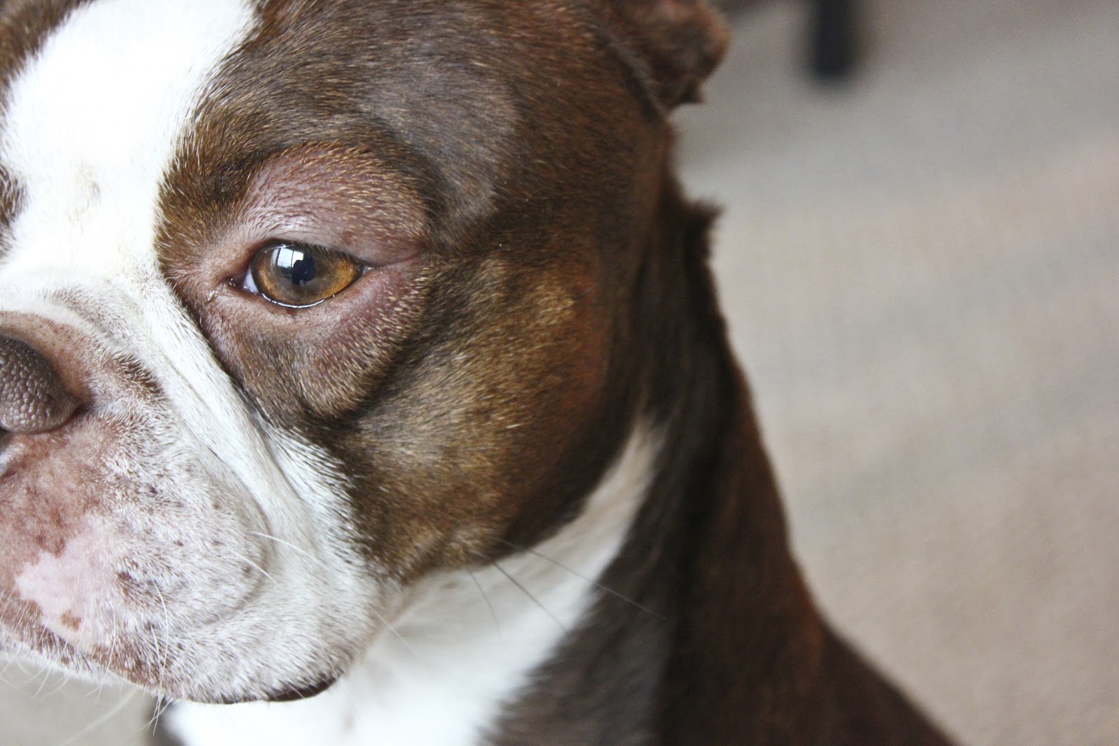 Dog Hives Natural Treatment Dog Hives Natural Treatment