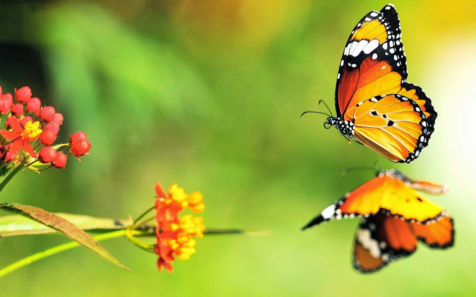 3D Butterfly Desktop Backgrounds | Wallpaper view
