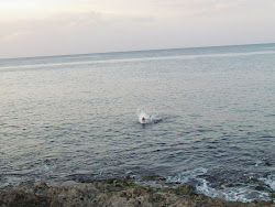 Dive Bombing!  A Pelican hits its mark, The Malecon, Havana