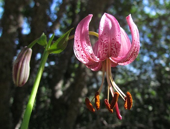 Lillium martagon